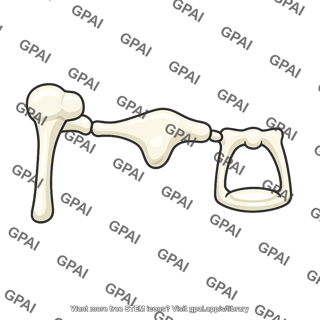 Middle ear auditory ossicles