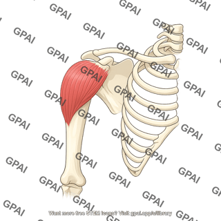Deltoid lateral