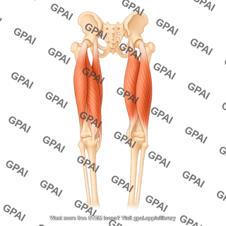 Hamstring muscles