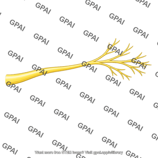 Nerve branch
