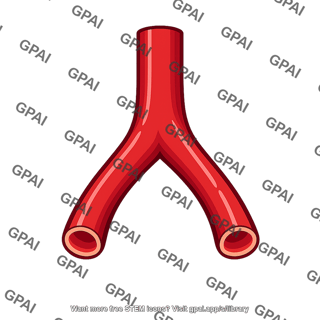 Aorta bifurcation