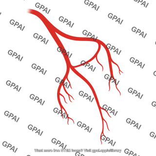 Coronary arteries left 01