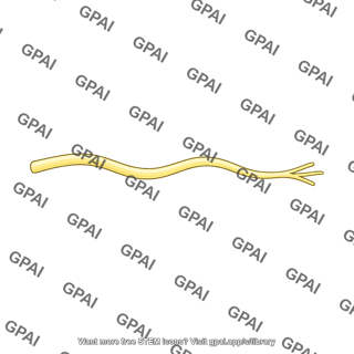 Femoral branch of genitofemoral nerve