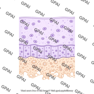 Osteochondral interface