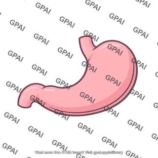 Human stomach