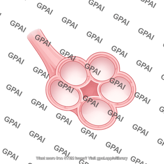 Alveoli cross section