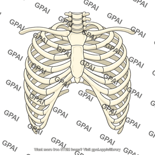 Thoracic cage