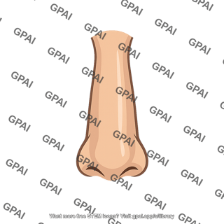 Human nose