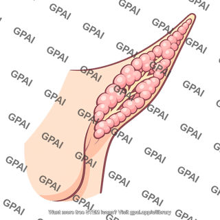 Axillary tail