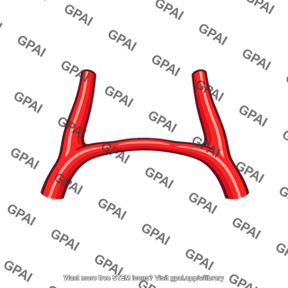 Anterior communicating artery