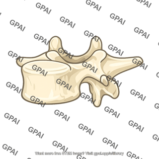 Thoracic vertebra 12