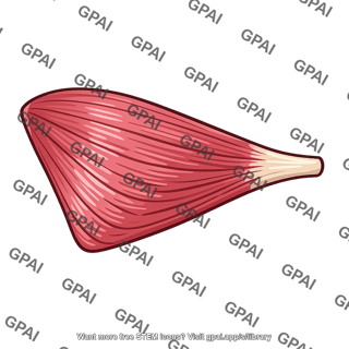 Infraspinatus muscle