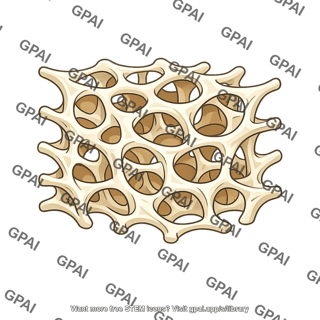 Cancellous bone