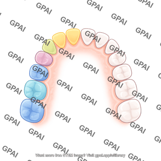 Dentition permanent upper schematic color coded