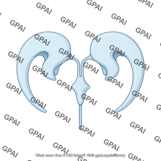 Brain ventricles lateral