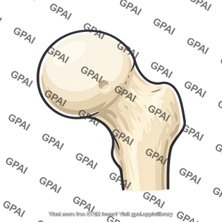 Head of femur