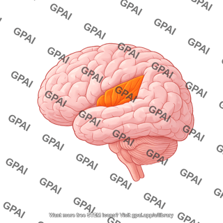 Brain insular cortex lateral view