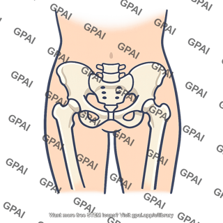 Human pelvis anatomy