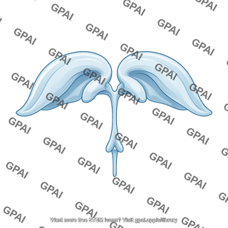 Brain ventricles lateral 01