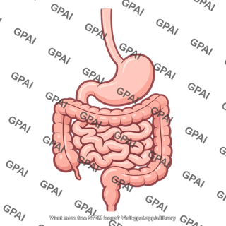 Gastrointestinal tract