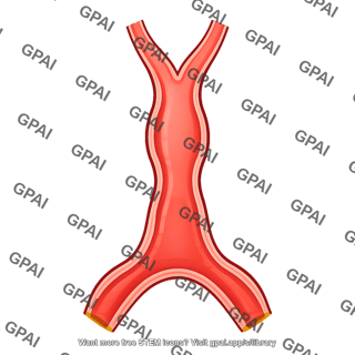 Human linear heart tube