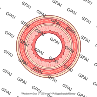 Gastrointestinal wall