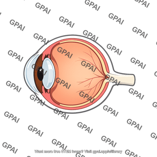 Human eye side section