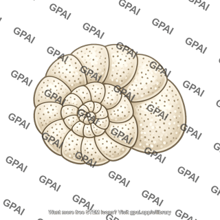 Foraminifer shell