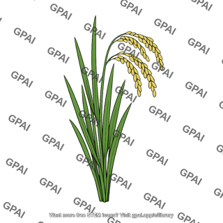 Rice plant