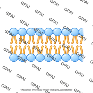 Phospholipid large bilayer 761