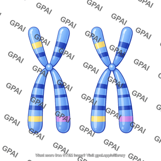 Chromosome schematic with bands labelled
