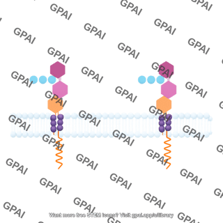 Lipid ii labeled