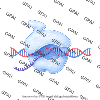 Rna polymerase i transcribing