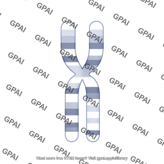 Mouse karyotype chromosome 6