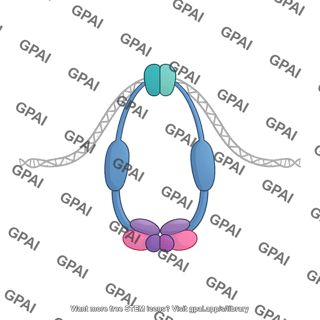 Cohesin complex
