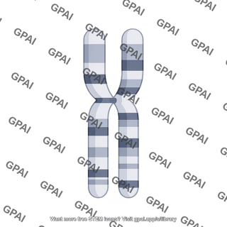 Mouse karyotype chromosome 3
