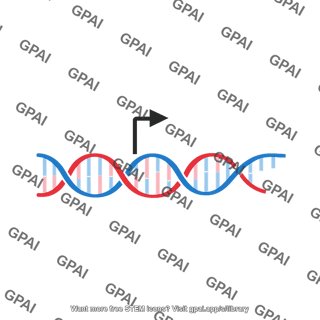 Transcription