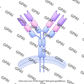 Antibody igd membrane bound editable