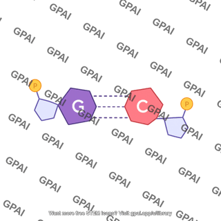 Bases pair g c interactions