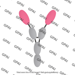 Heavy chain only antibody 1