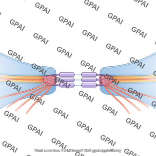 Adherens junction