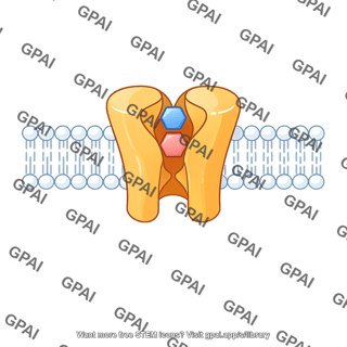 Sodium glucose cotransporter sglt occluded conformation