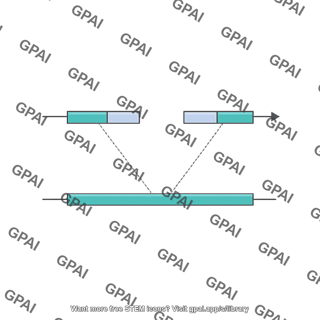 Genome structural variation deletion
