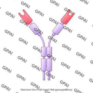 Antibody igy with domains