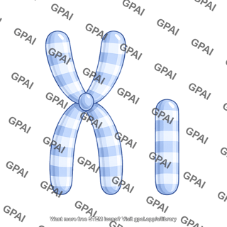 Human karyotype chromosome 15