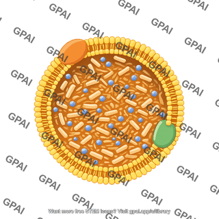 Lipoprotein chylomicron cross section