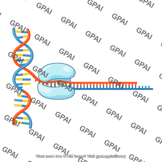Dna polymerase transcribing