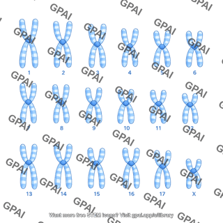 Human karyotype