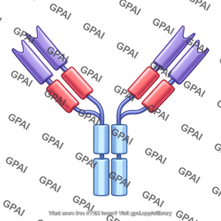 Antibody igg with domains