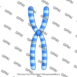 Human karyotype chromosome 2